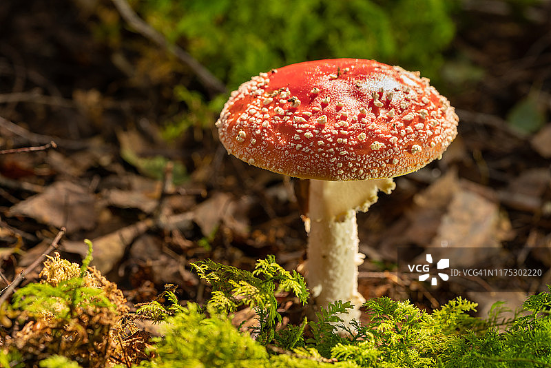 名为毒蝇伞的蘑菇图片素材