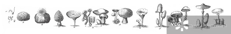 真菌藻类非开花植物复古插画图片素材