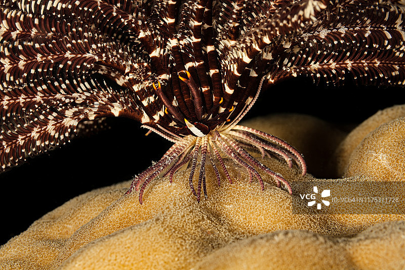 小丑海葵蟹，优雅的 Allogalathea elegans，位于帕劳，密克罗尼西亚图片素材