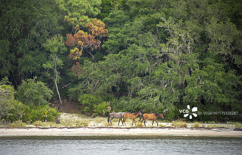坎伯兰岛国家海滨图片素材
