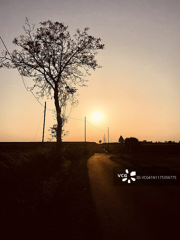 意大利风景日落下的树木图片素材