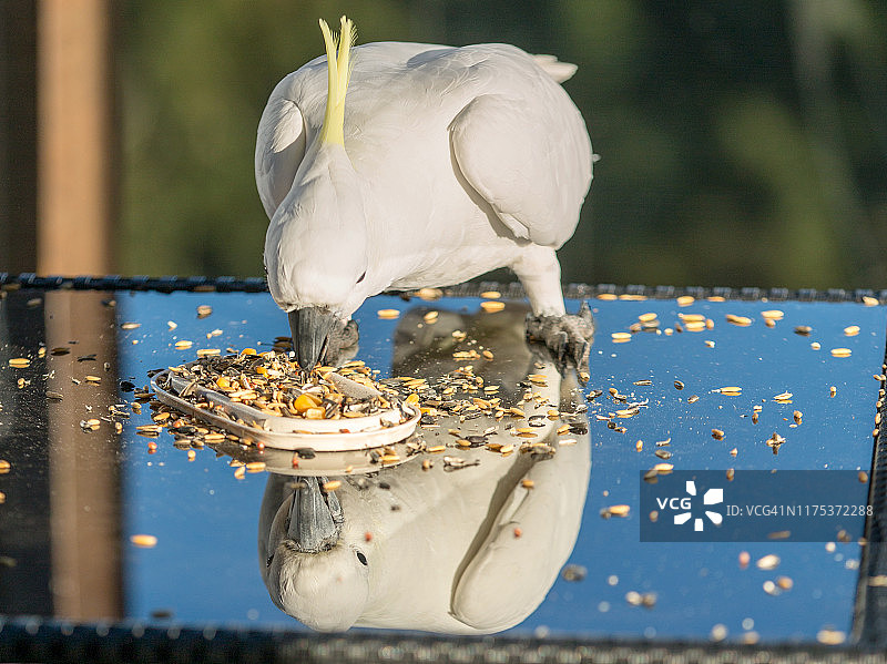 正在吃东西的葵花鹦鹉图片素材