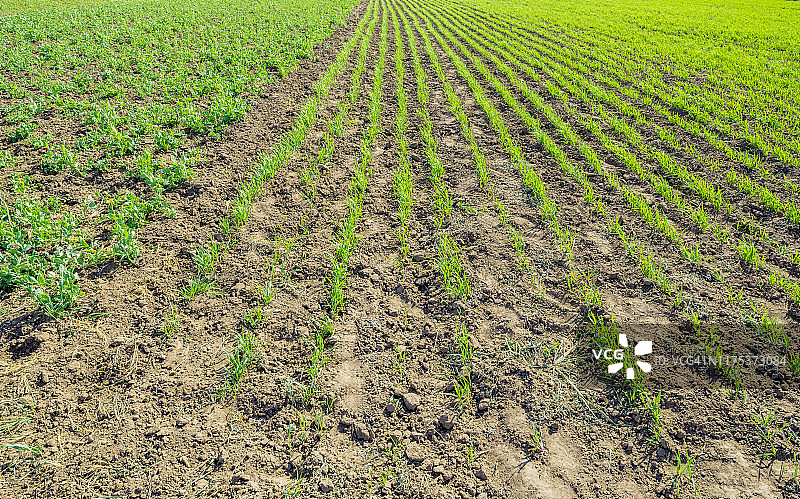 田野里生长的农作物图片素材
