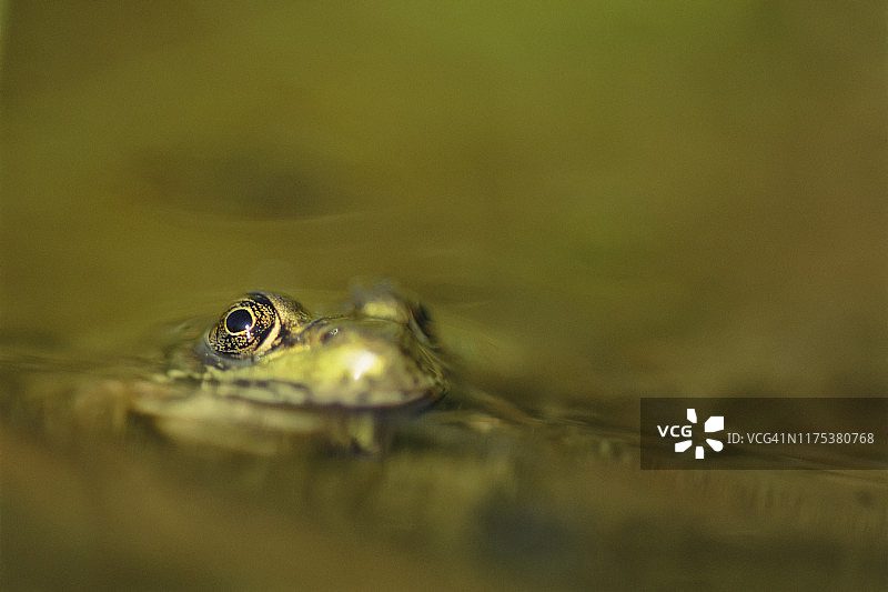 水中的豹蛙图片素材