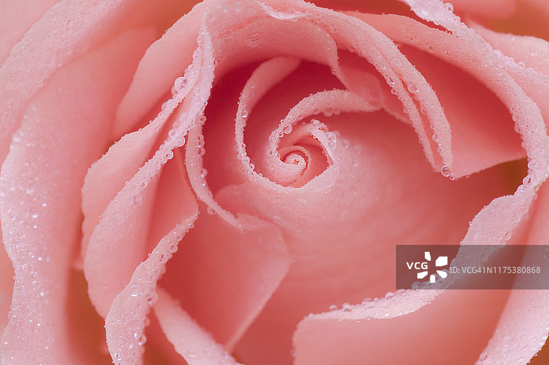 玫瑰花瓣上的水滴图片素材