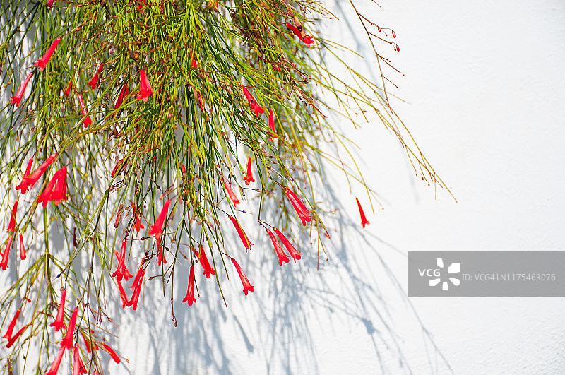 Russelia花图片素材