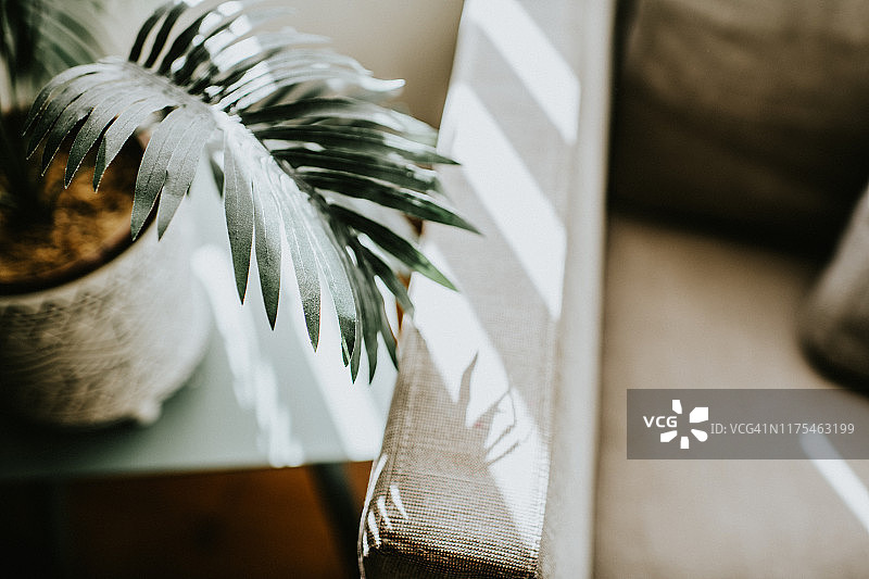 室内植物图片素材