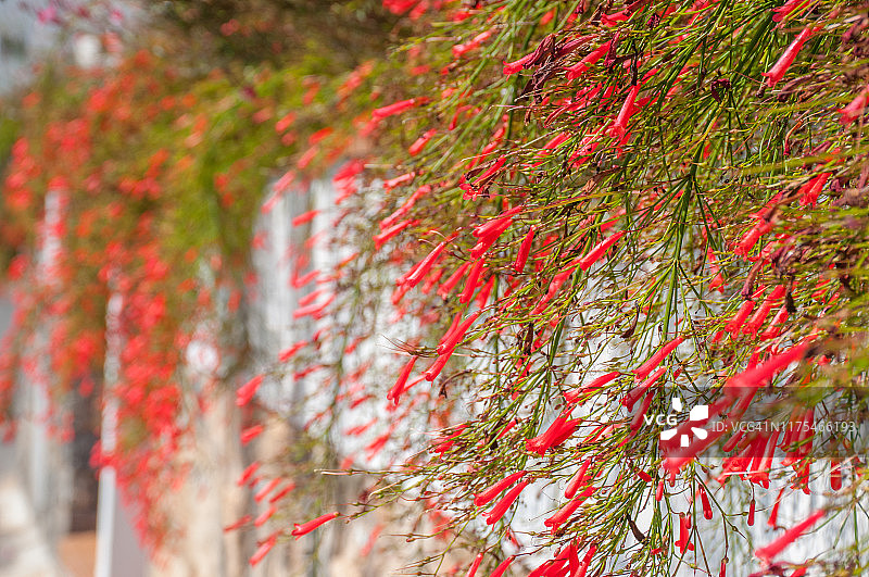 Russelia花图片素材