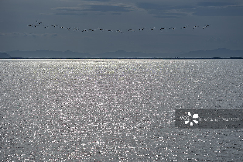 冰岛西部峡湾Breidafjordur峡湾，Flatey岛飞翔的鸟群图片素材