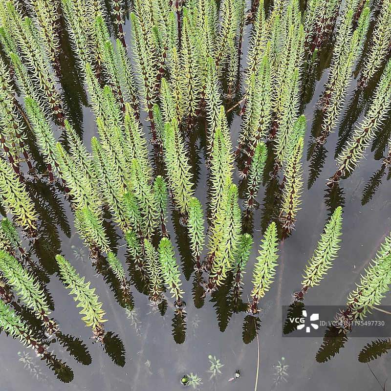 阿拉斯加阿达克岛水马齿图片素材