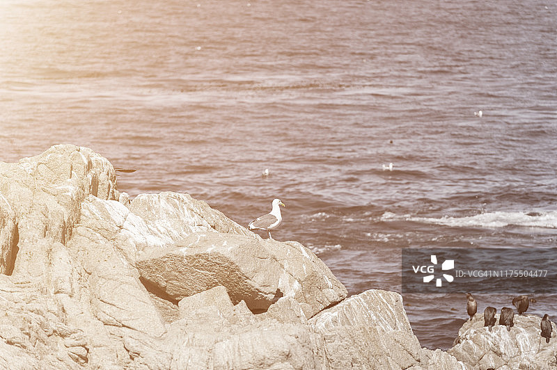 美国西海岸的珊瑚礁和海鸥图片素材