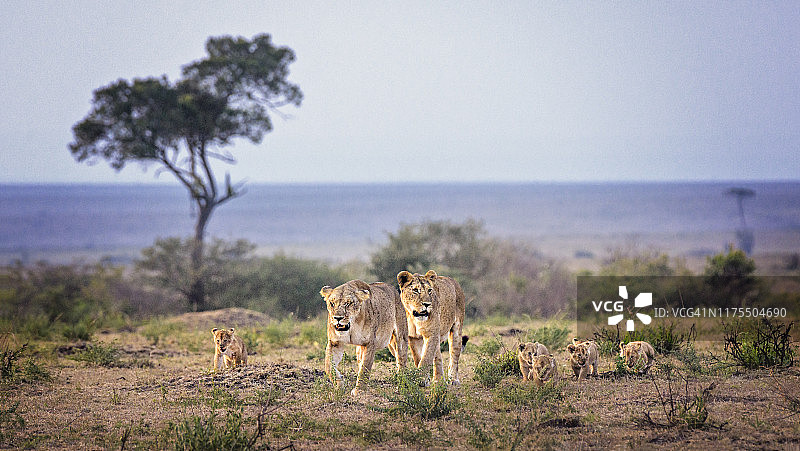 肯尼亚马赛马拉日落时分，狮子家族漫步图片素材