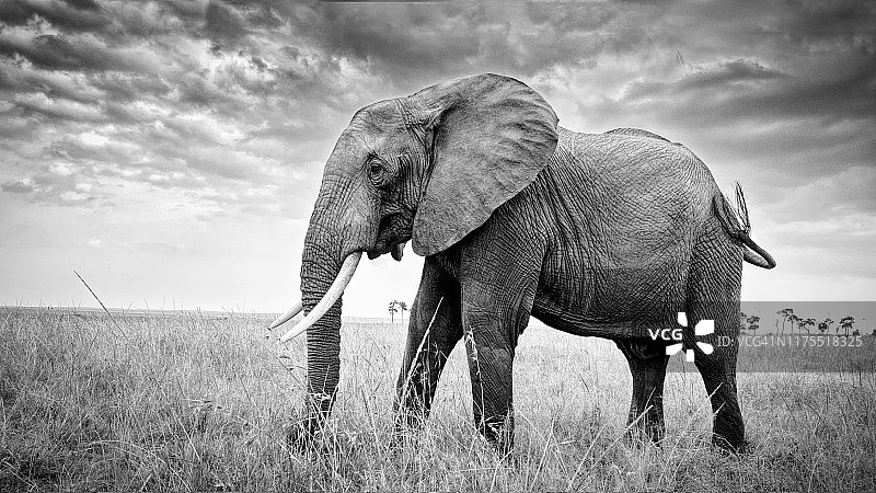 肯尼亚马赛马拉，阴沉天空下的非洲象美丽肖像图片素材