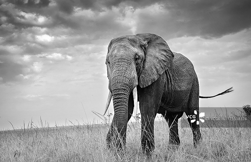 在肯尼亚马赛马拉，大象看着相机的壮观景色图片素材