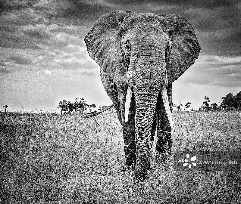 在肯尼亚马赛马拉与非洲象面对面（黑白照片）图片素材