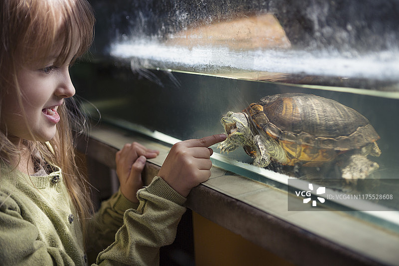 年轻女孩指着水箱里的乌龟，乌龟试图隔着玻璃咬她的手指图片素材