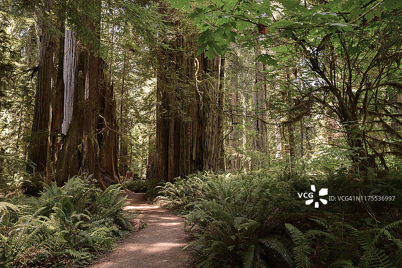 红木森林徒步小径图片素材