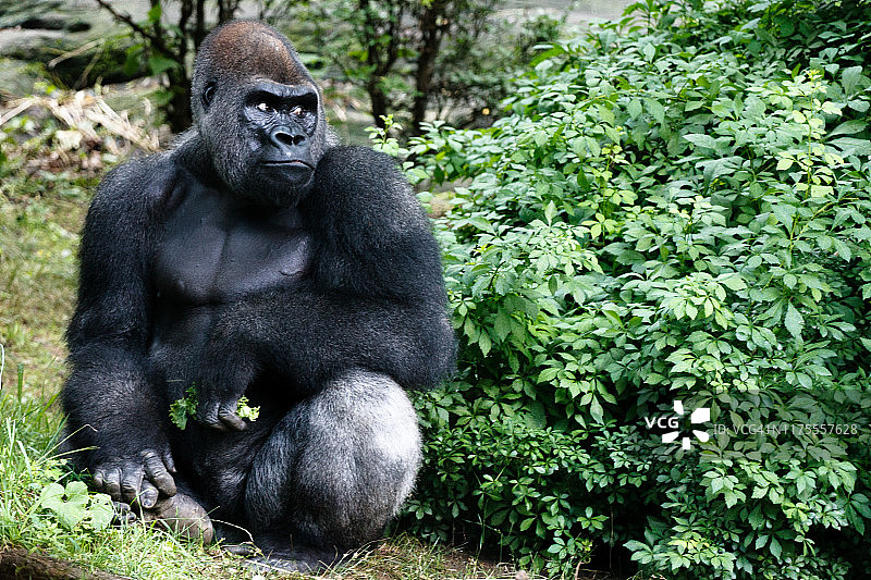 树林中的大猩猩图片素材