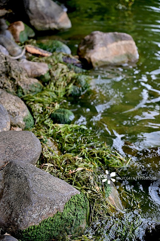 岩石上的绿藻竖版照片图片素材