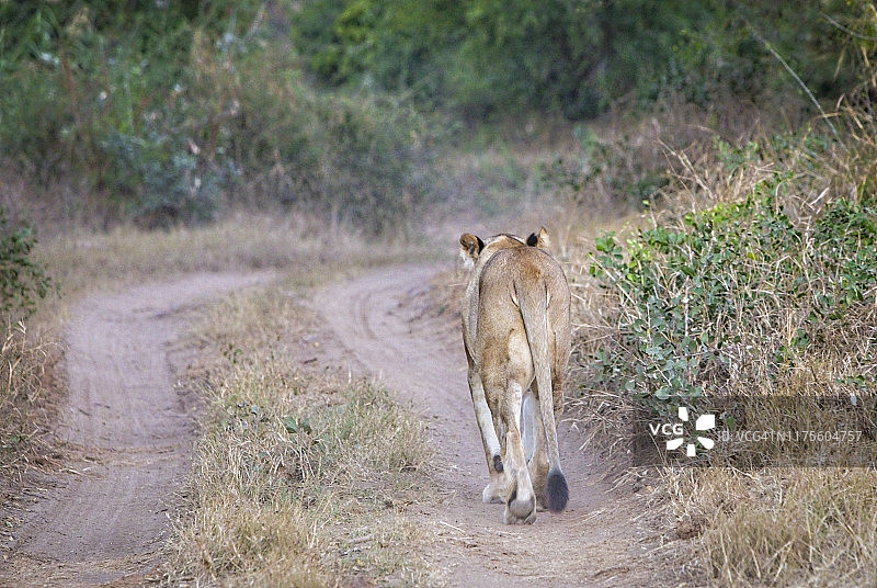 母狮沿着灌木丛小路行走，南非图片素材
