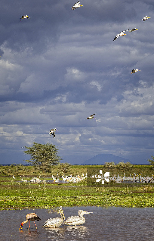 马拉雅湖中与黄嘴鹳同框的白鹈鹕图片素材