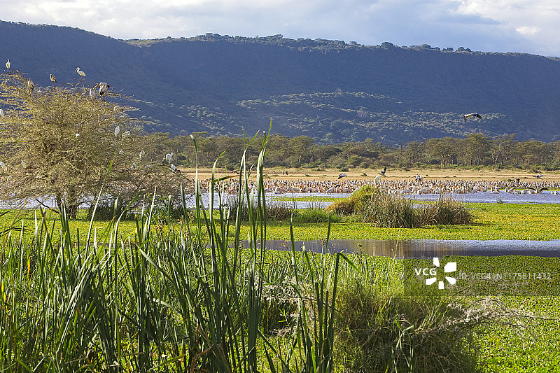 坦桑尼亚马尼亚拉湖鸟类景观，前景是茂盛的树叶和芦苇图片素材