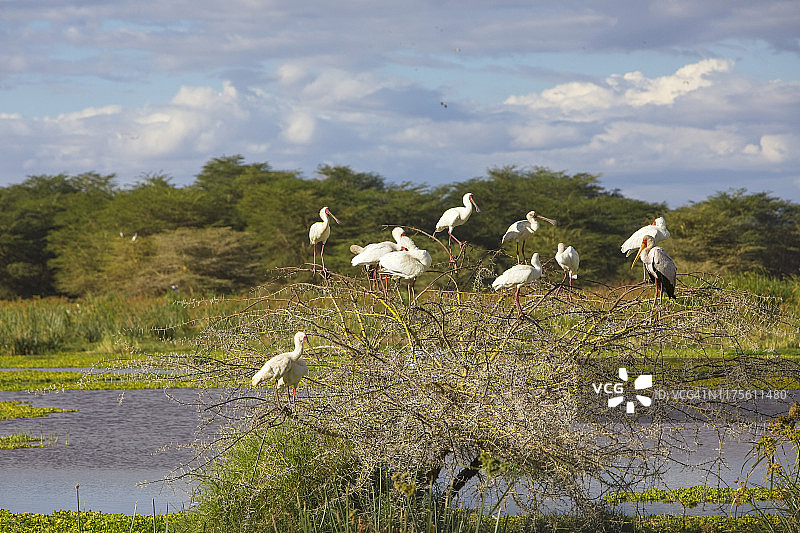 非洲琵鹭和黄嘴鹳在坦桑尼亚马尼亚拉湖水边树上栖息图片素材