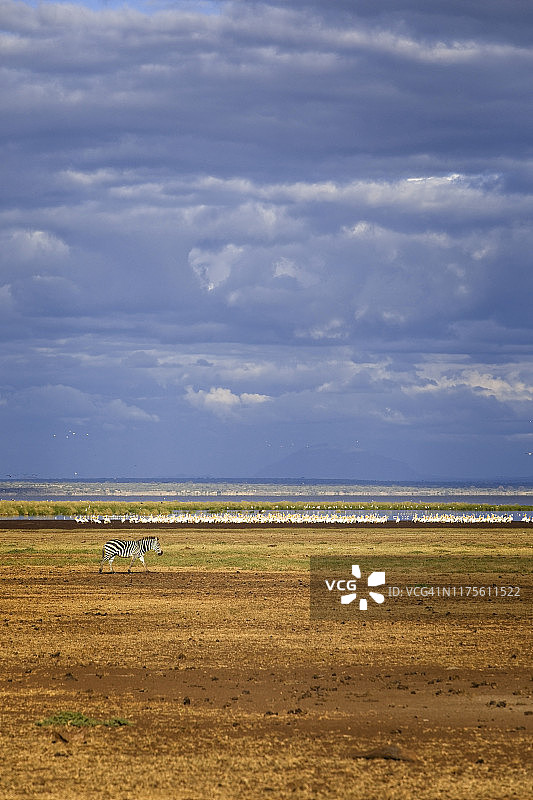 坦桑尼亚马尼亚拉湖的斑马图片素材
