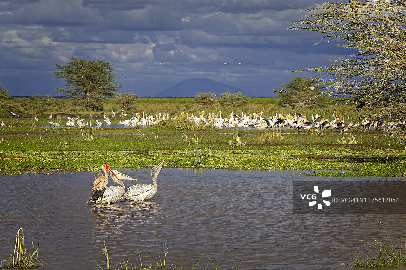 大白鹈鹕与黄嘴鹳，坦桑尼亚马尼亚拉湖图片素材