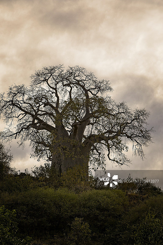 坦桑尼亚马尼亚拉湖，暴风雨天空下的山顶猴面包树图片素材