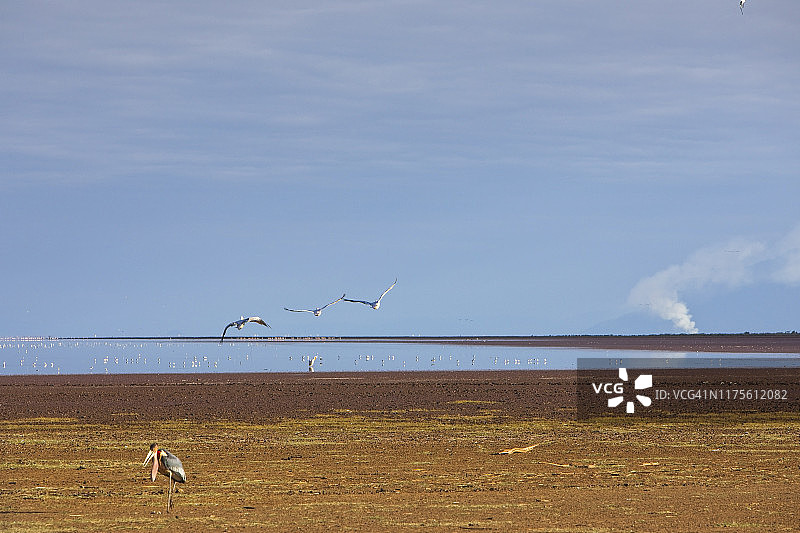 坦桑尼亚马尼亚拉湖上空飞翔的鹈鹕图片素材