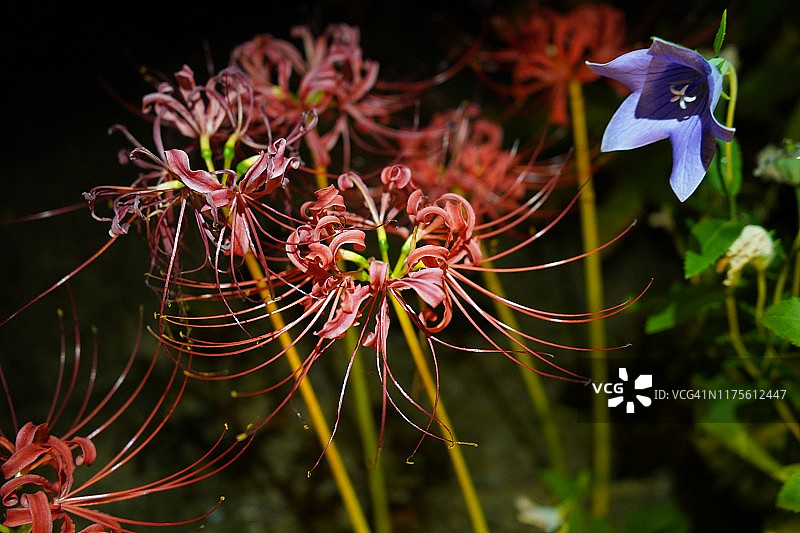 日本龙胆红花石蒜图片素材