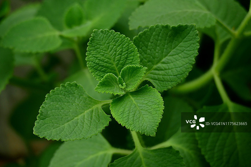 印度藏茴香叶图片素材