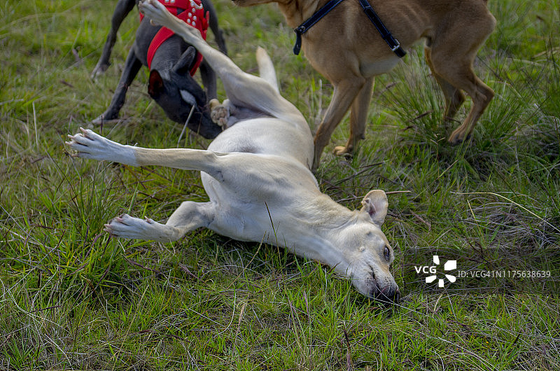 秘鲁犬图片素材