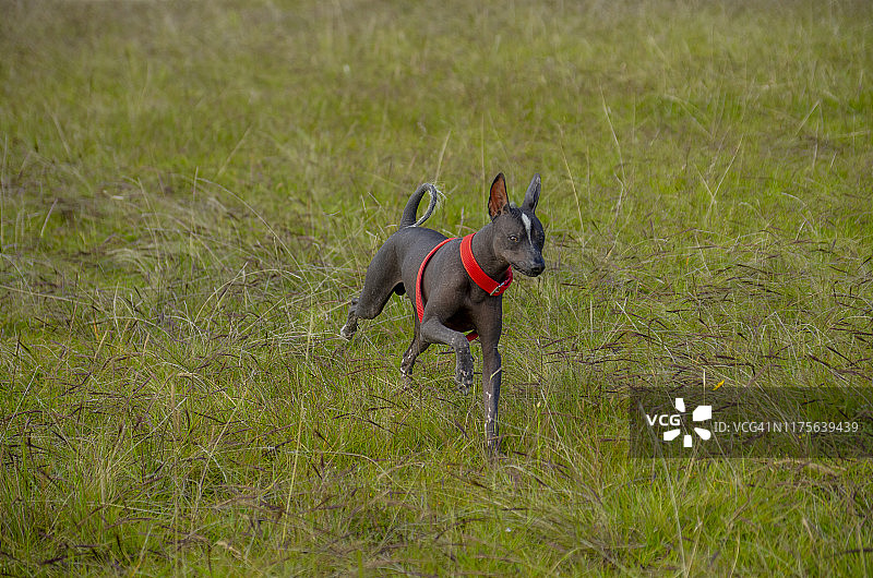 秘鲁犬图片素材