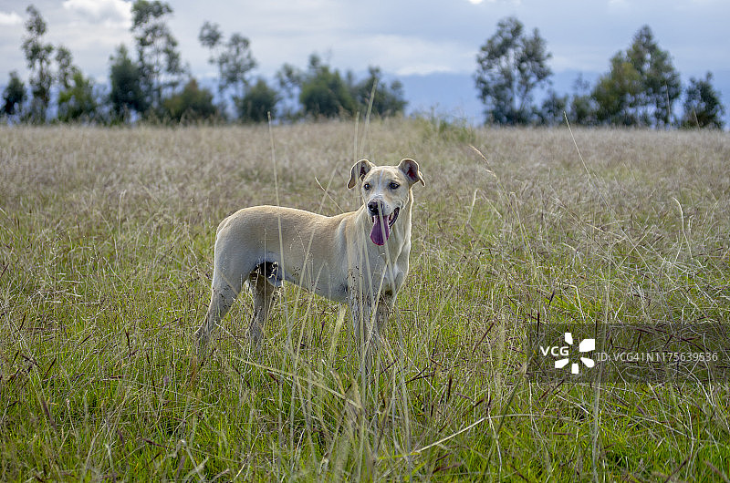 秘鲁犬图片素材