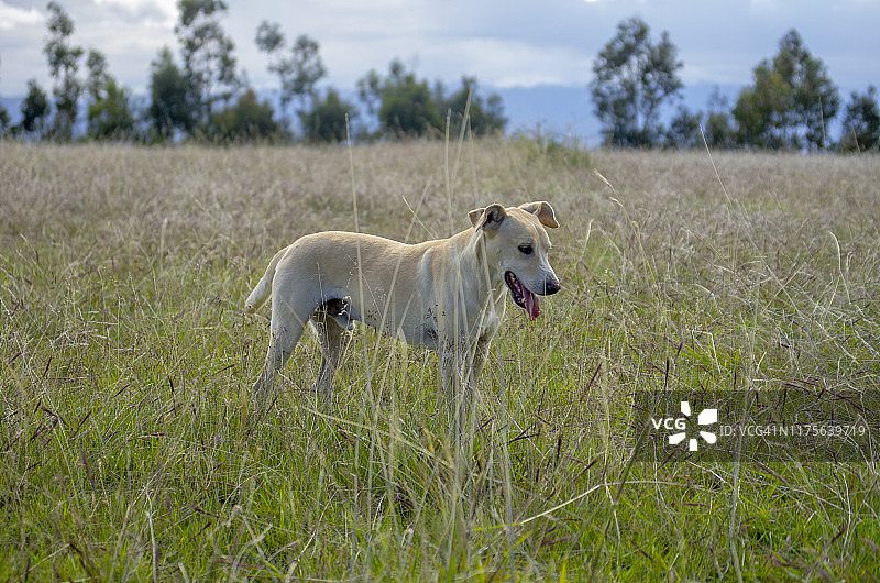 秘鲁犬图片素材