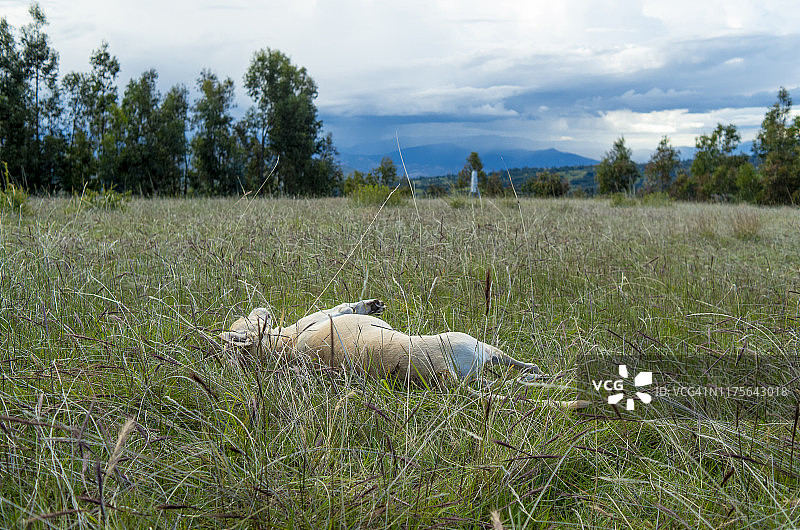 秘鲁犬图片素材