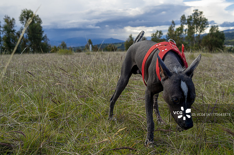 秘鲁犬图片素材