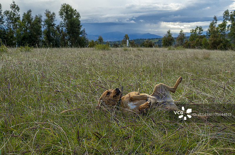 秘鲁犬图片素材