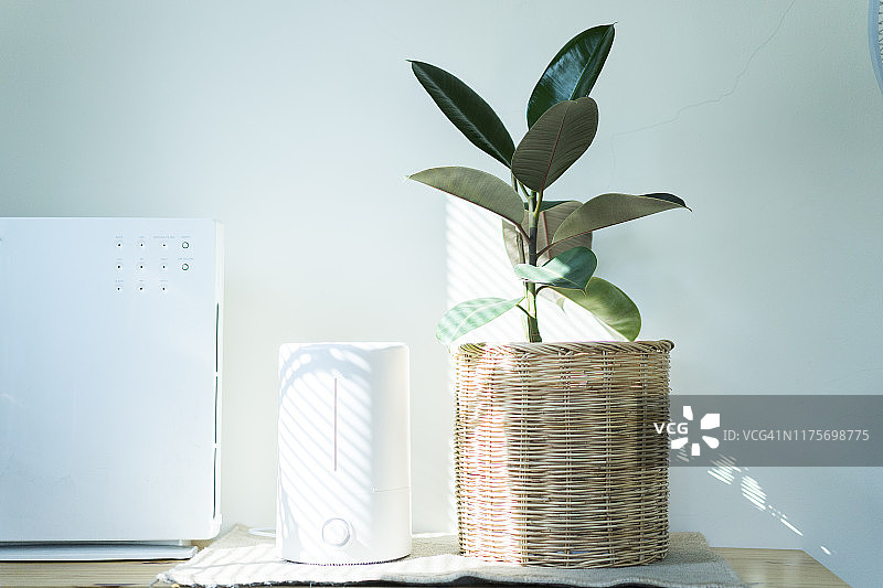 窗边光线下空气加湿器和印度橡胶树特写图片素材