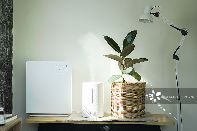 窗边光线下空气加湿器和印度橡胶树特写图片素材