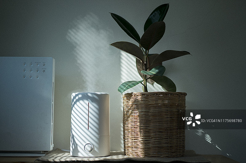 窗边光线下空气加湿器和印度橡胶树特写图片素材