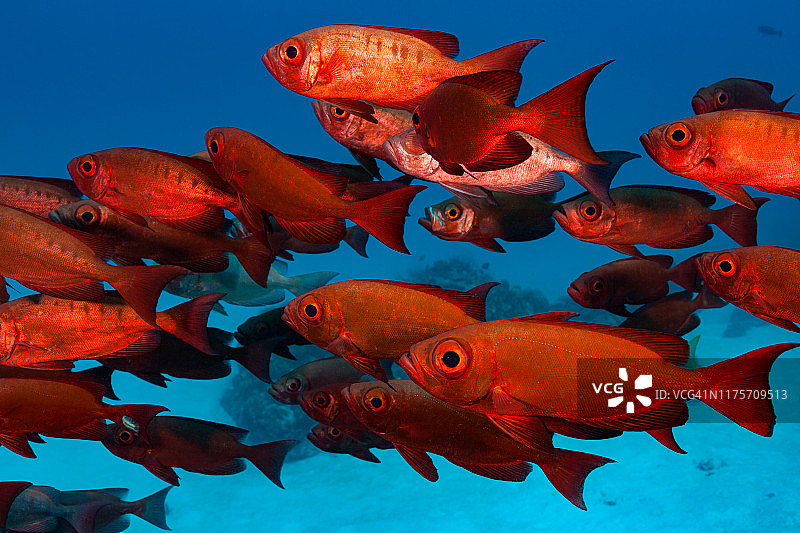 密克罗尼西亚帕劳新月尾大眼鲷鱼群图片素材