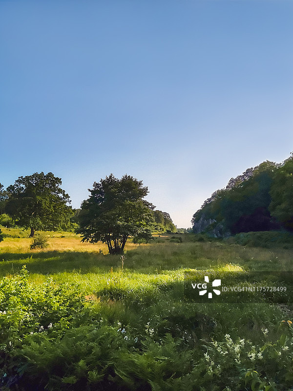 埃科达伦（回声谷）的牛牧场 - 丹麦最长的裂谷，靠近丹麦博恩霍尔姆岛的奥基尔克比图片素材