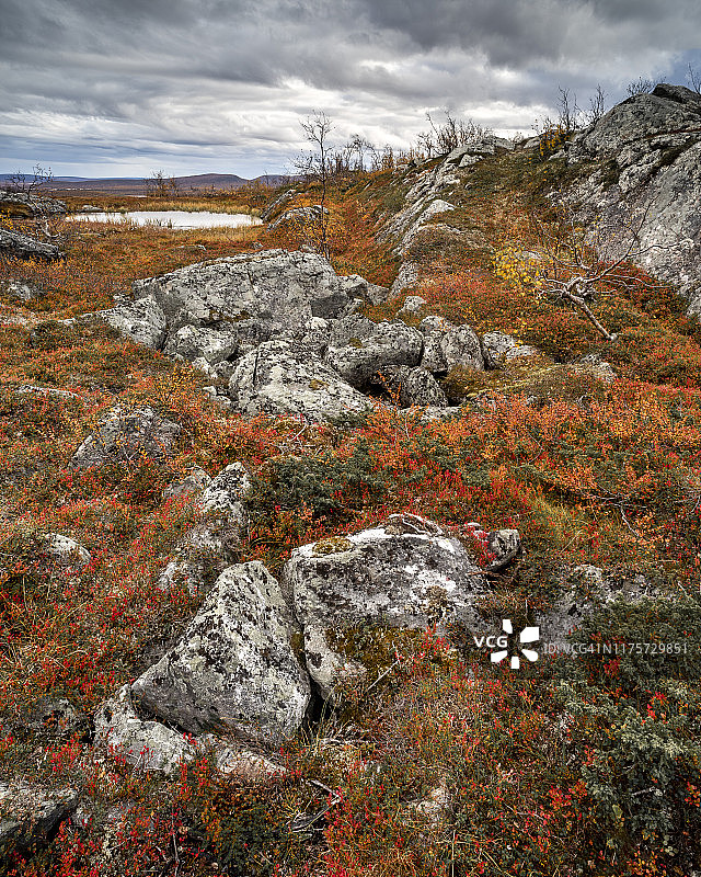 岩石与矮桦树，秋色，拉斯卡，基尔皮斯耶尔维，拉普兰，芬兰，欧洲图片素材