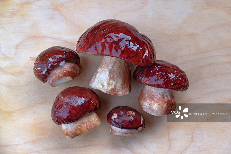 木板背景上烹饪前采集的白色蘑菇图片素材