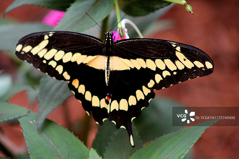 巨型燕尾蝶特写图片素材