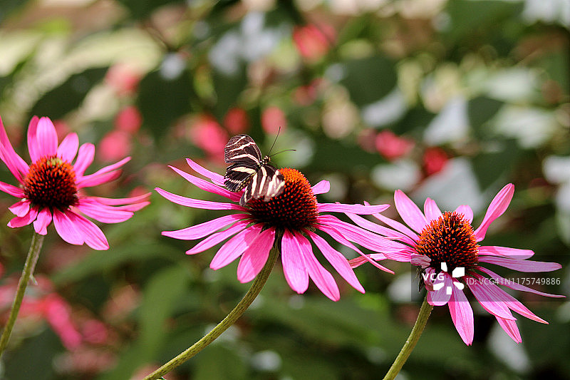 三朵花与一只蝴蝶图片素材