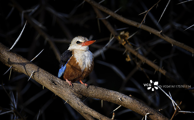 肯尼亚桑布鲁灰头翠鸟栖息于带刺背景全景图片素材